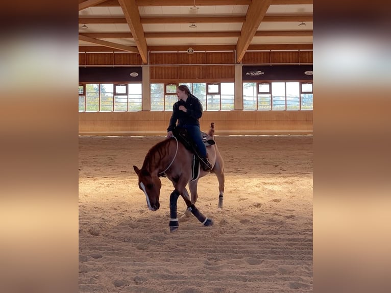 Appaloosa Caballo castrado 6 años 154 cm Bayo in Oberhaching