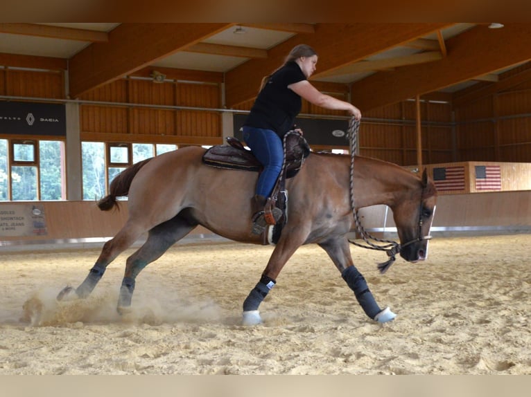 Appaloosa Caballo castrado 6 años 154 cm Bayo in Oberhaching