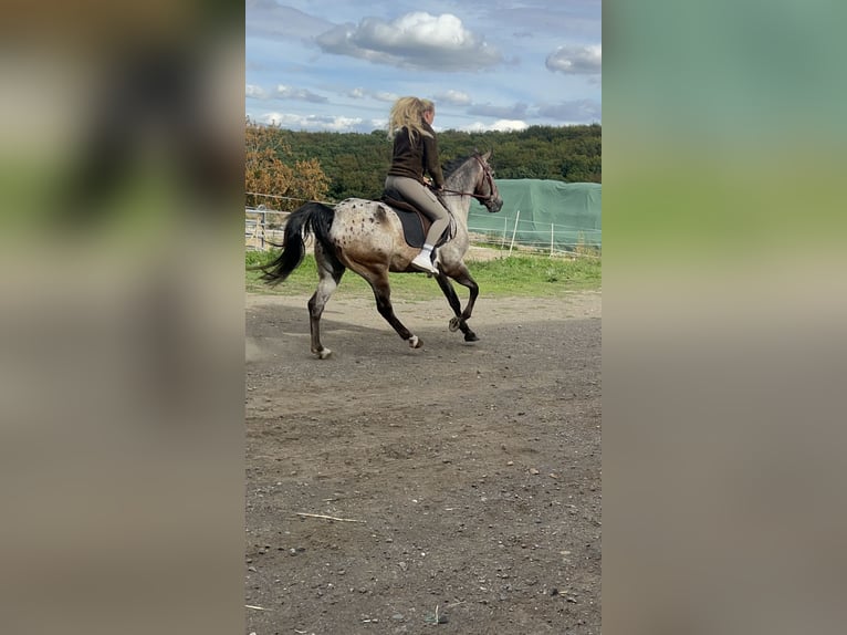 Appaloosa Mestizo Caballo castrado 6 años 154 cm Musgo marrón in Galenberg