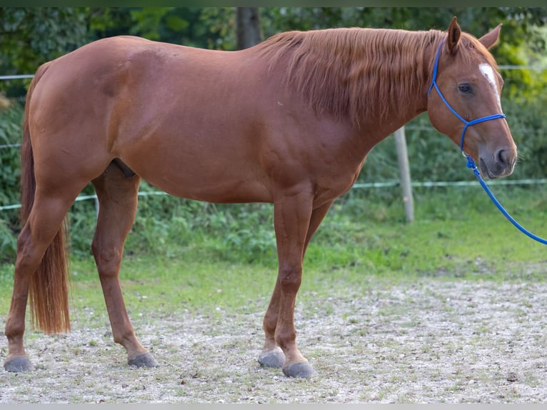 Appaloosa Caballo castrado 6 años 155 cm Alazán-tostado in Kißlegg