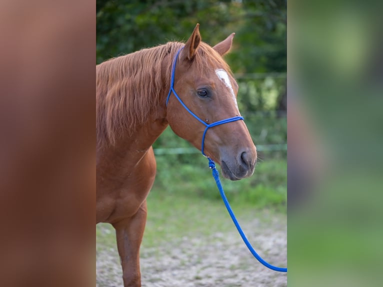 Appaloosa Caballo castrado 6 años 155 cm Alazán in Kißlegg