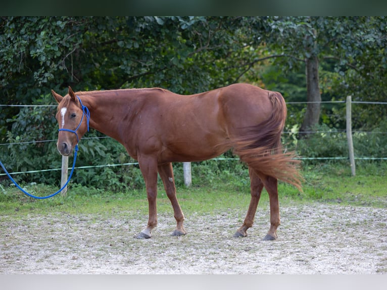 Appaloosa Caballo castrado 6 años 155 cm Alazán in Kißlegg