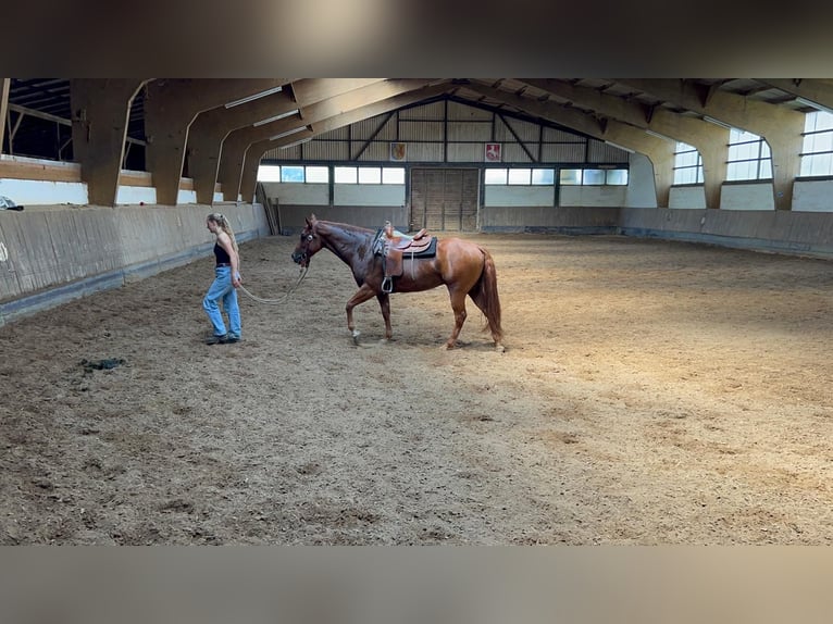 Appaloosa Caballo castrado 6 años 155 cm Alazán in Kißlegg