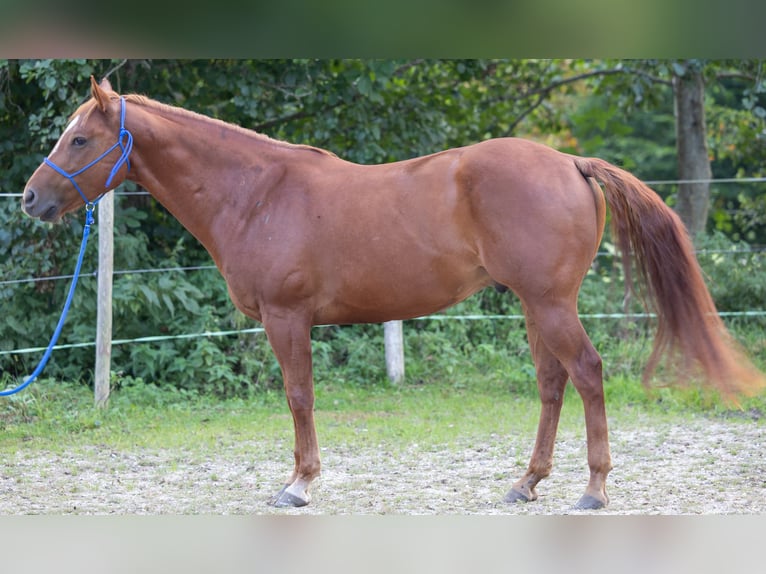 Appaloosa Caballo castrado 6 años 155 cm Alazán in Kißlegg