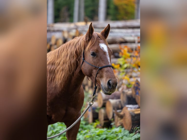 Appaloosa Caballo castrado 6 años 155 cm Alazán in Kißlegg