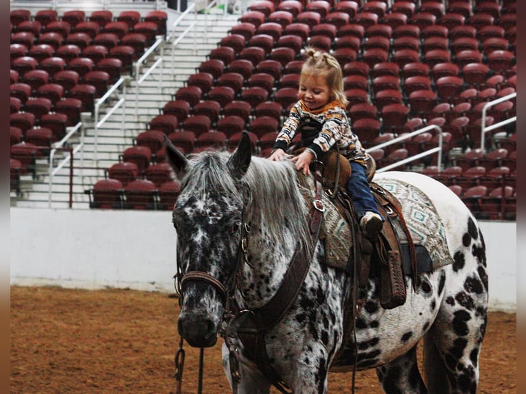 Appaloosa Caballo castrado 6 años 155 cm Negro in North Judson IN