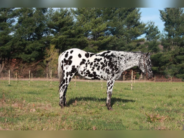 Appaloosa Caballo castrado 6 años 155 cm Negro in North Judson IN