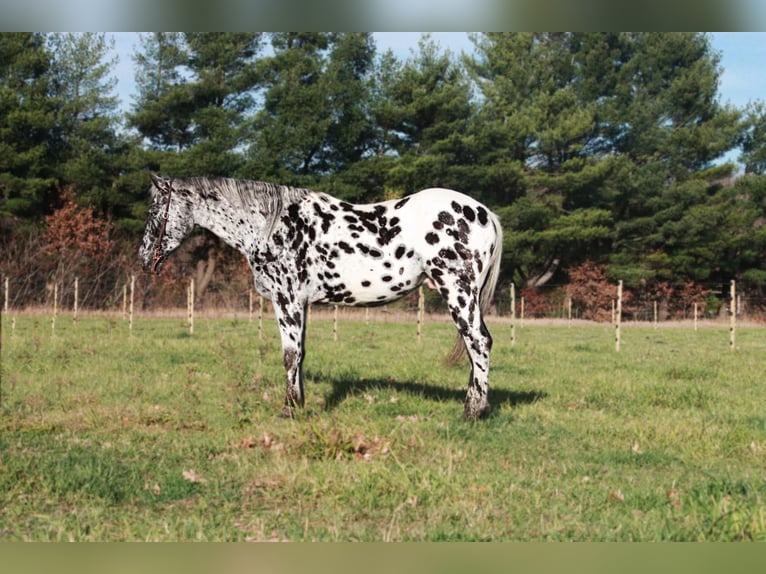 Appaloosa Caballo castrado 6 años 155 cm Negro in North Judson IN