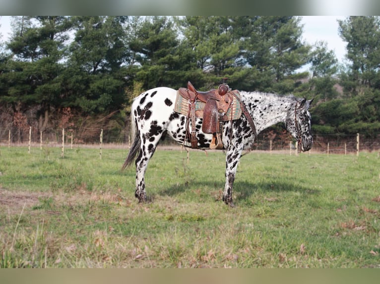 Appaloosa Caballo castrado 6 años 155 cm Negro in North Judson IN