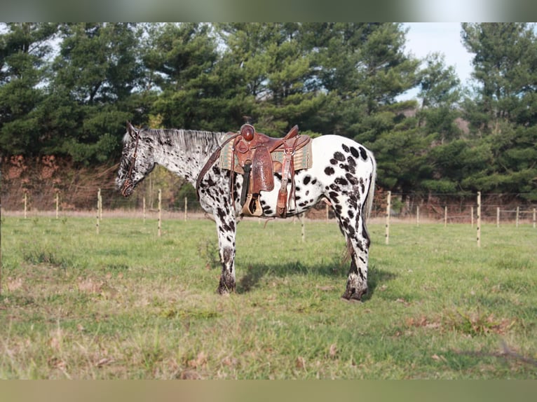 Appaloosa Caballo castrado 6 años 155 cm Negro in North Judson IN