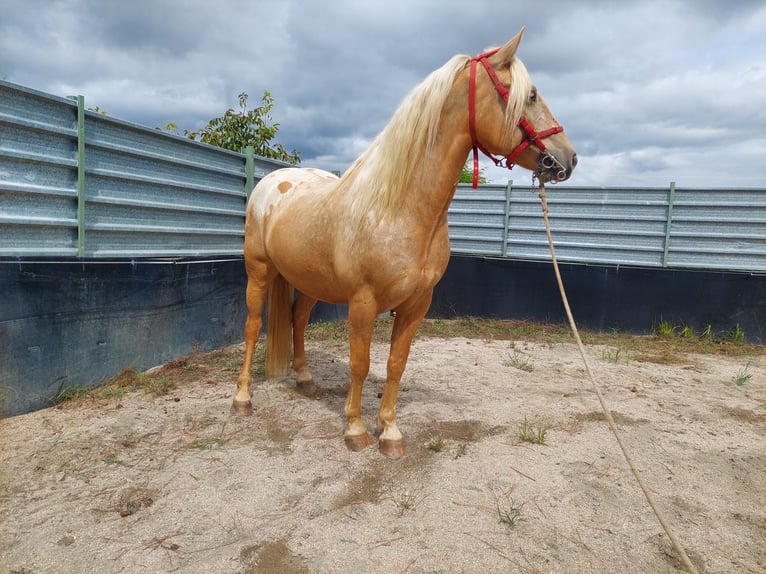 Appaloosa Mestizo Caballo castrado 6 años 157 cm Champán in Arzua