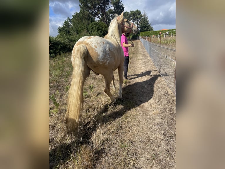 Appaloosa Mestizo Caballo castrado 6 años 157 cm Champán in Arzua