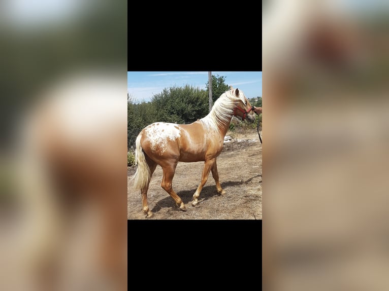 Appaloosa Mestizo Caballo castrado 6 años 157 cm Champán in Arzua