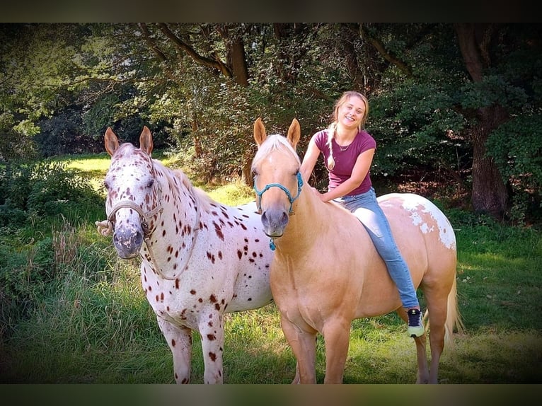 Appaloosa Caballo castrado 6 años 159 cm Palomino in Kirtorf