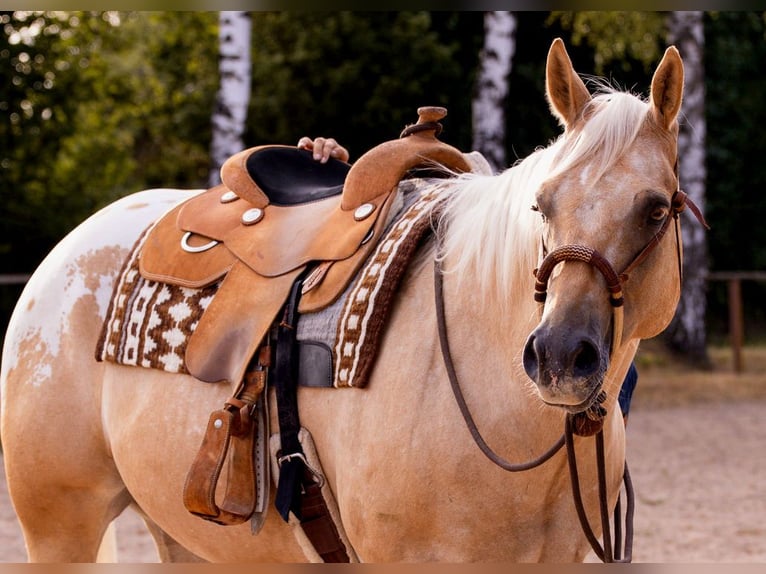 Appaloosa Caballo castrado 6 años 159 cm Palomino in Kirtorf