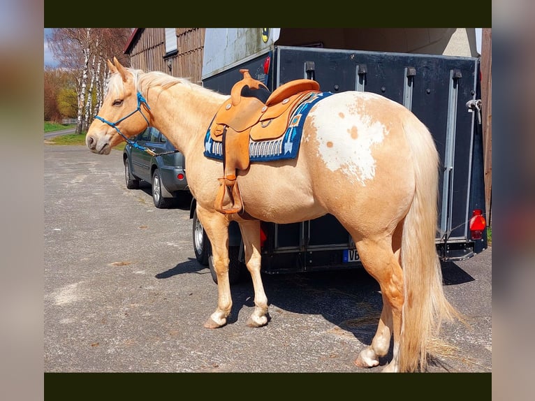 Appaloosa Caballo castrado 6 años 159 cm Palomino in Kirtorf