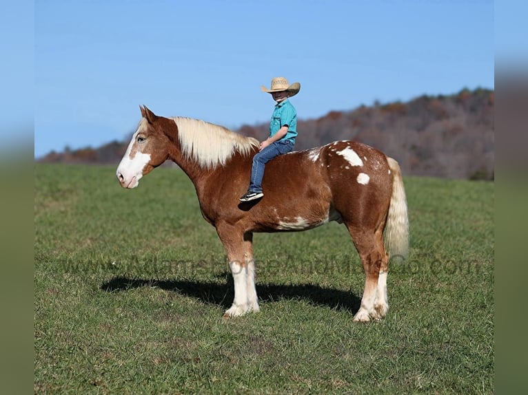 Appaloosa Caballo castrado 6 años 168 cm Alazán rojizo in Mount Vernon