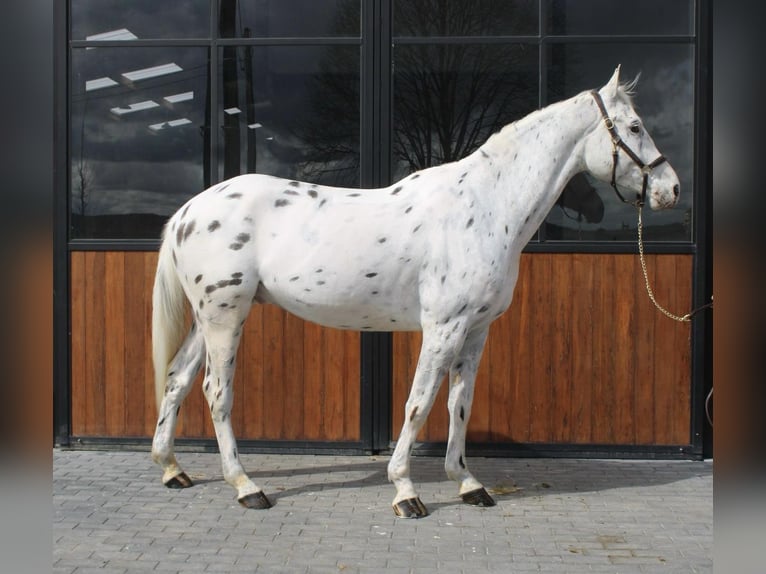 Appaloosa Caballo castrado 6 años 175 cm Atigrado/Moteado in Herne