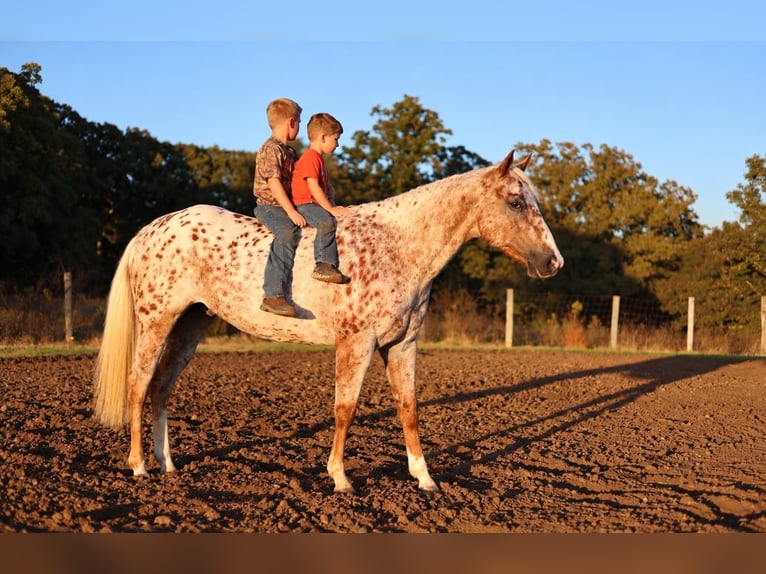 Appaloosa Caballo castrado 6 años Alazán-tostado in Moberly