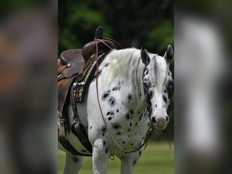 Appaloosa Caballo castrado 6 años Atigrado/Moteado in Amory