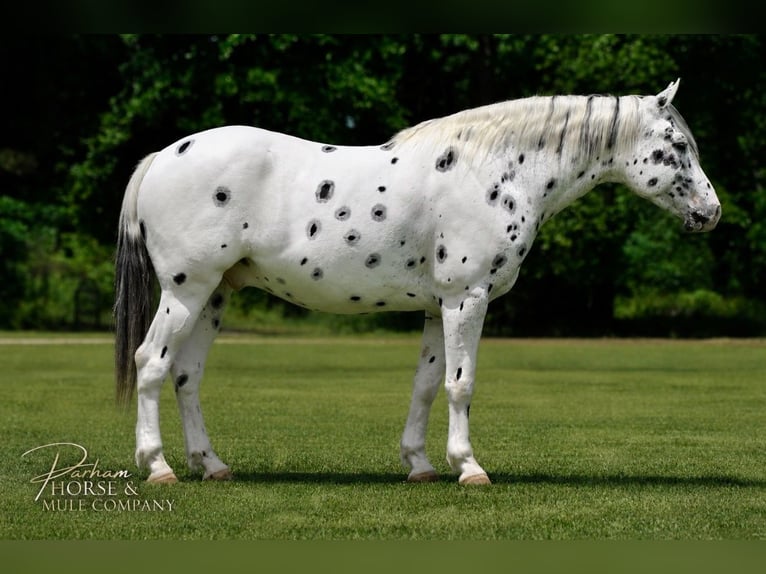Appaloosa Caballo castrado 6 años Atigrado/Moteado in Amory