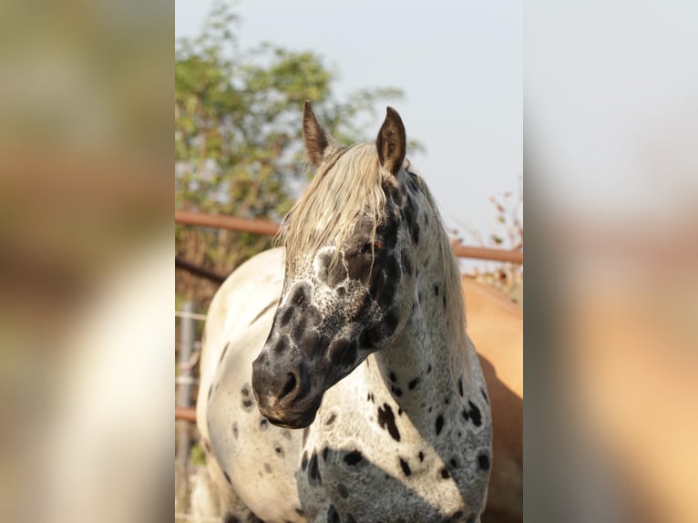 Appaloosa Caballo castrado 6 años in PoysbrunnPoysbrunn