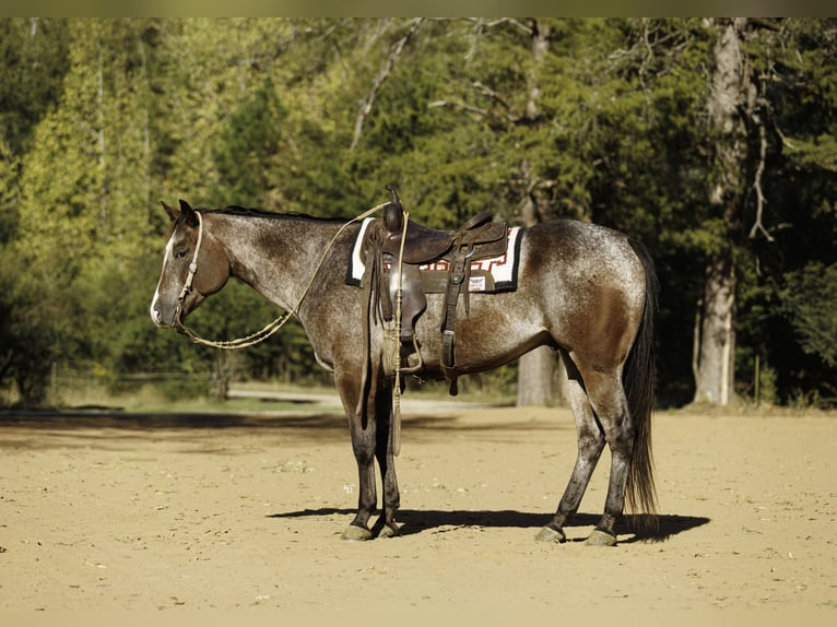 Appaloosa Caballo castrado 6 años Castaño-ruano in Little Rock