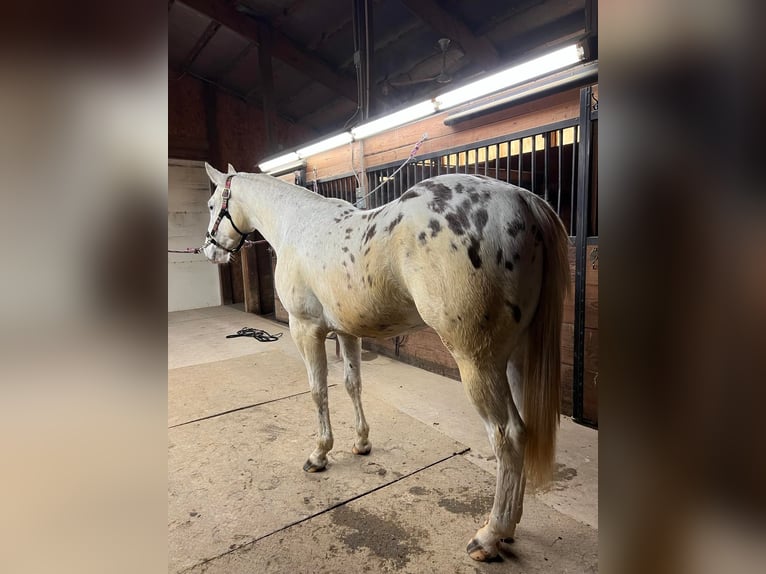 Appaloosa Caballo castrado 6 años White/Blanco in Fort Atkinson WI