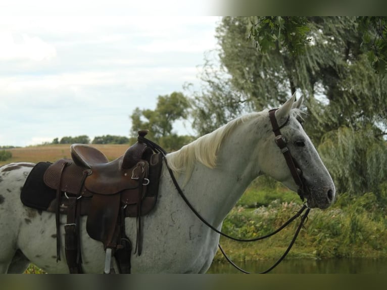 Appaloosa Caballo castrado 6 años White/Blanco in Fort Atkinson WI