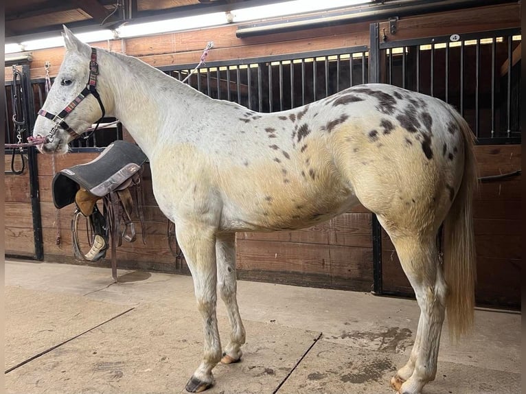 Appaloosa Caballo castrado 6 años White/Blanco in Fort Atkinson WI