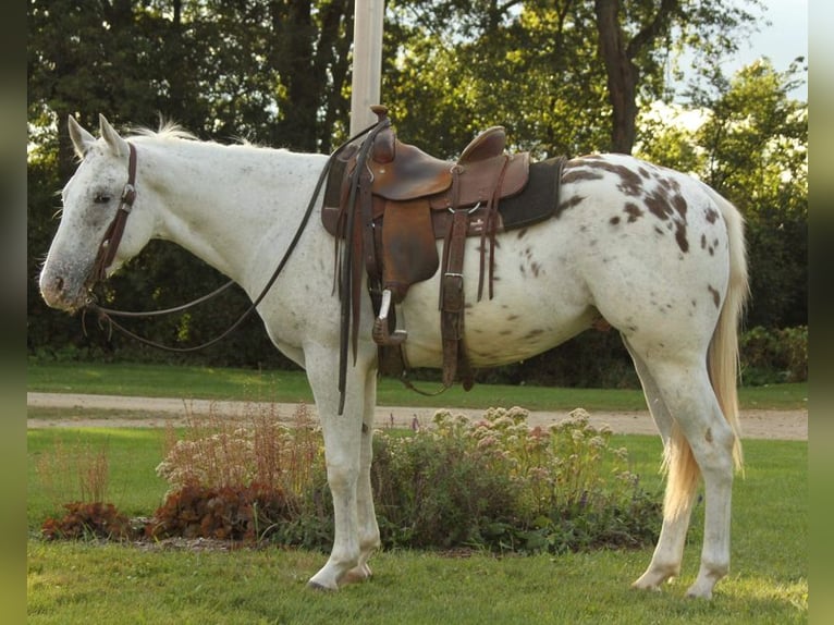 Appaloosa Caballo castrado 6 años White/Blanco in Fort Atkinson WI