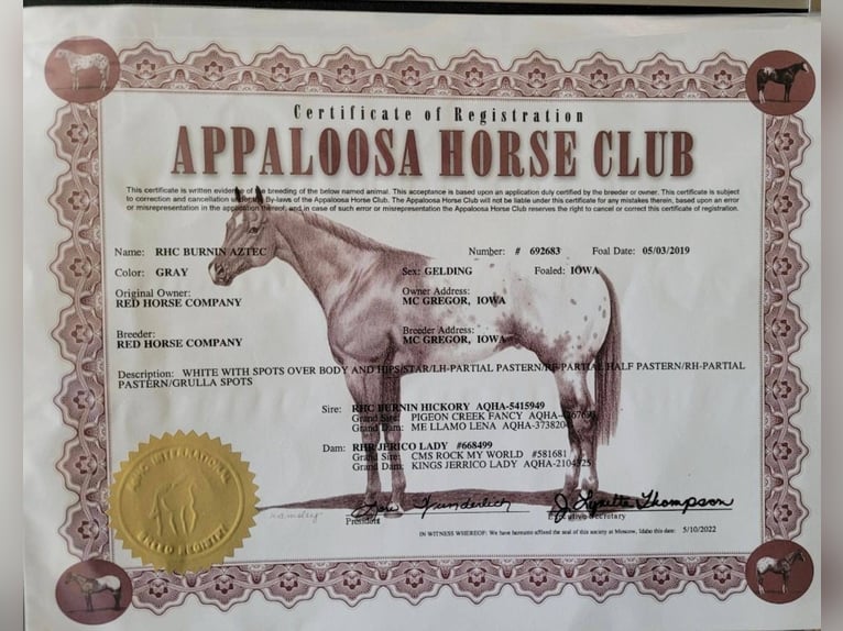 Appaloosa Caballo castrado 6 años White/Blanco in Fort Atkinson WI