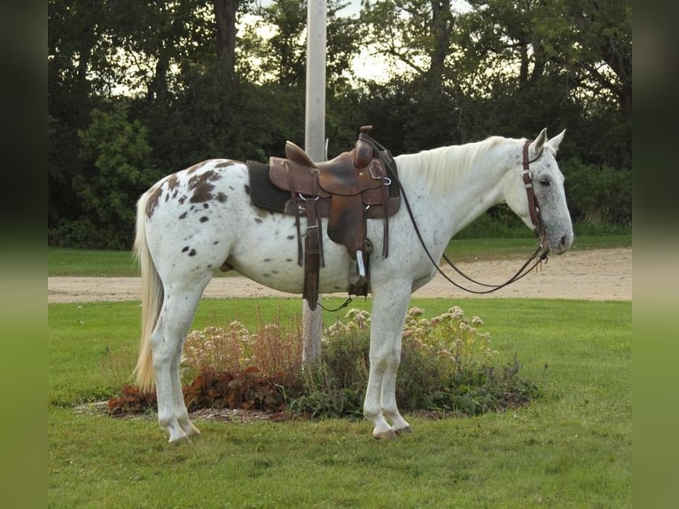 Appaloosa Caballo castrado 6 años White/Blanco in Fort Atkinson WI