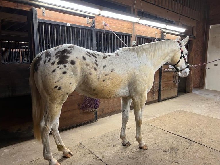 Appaloosa Caballo castrado 6 años White/Blanco in Fort Atkinson WI