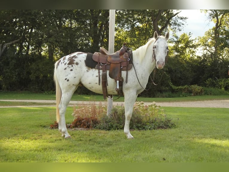 Appaloosa Caballo castrado 6 años White/Blanco in Fort Atkinson WI