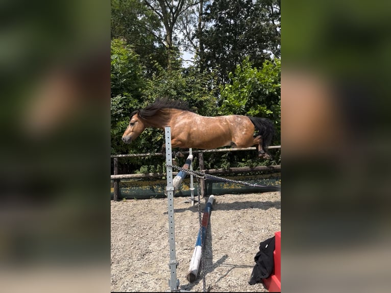 Appaloosa Mestizo Caballo castrado 7 años 120 cm in Vierpolders