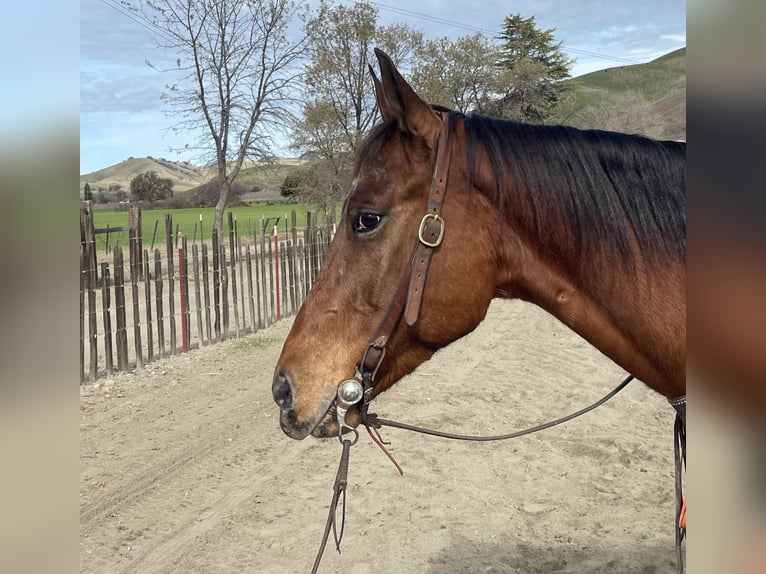 Appaloosa Caballo castrado 7 años 140 cm Castaño rojizo in Paicines CA