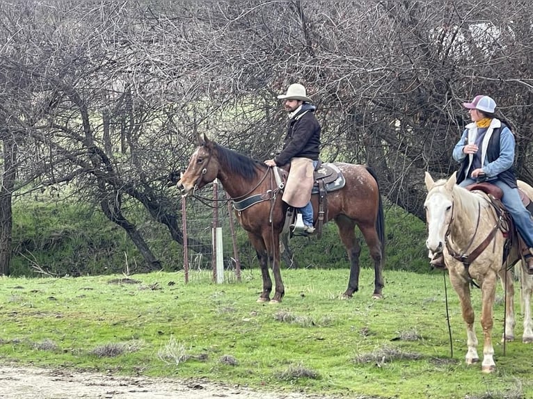 Appaloosa Caballo castrado 7 años 140 cm Castaño rojizo in Paicines CA