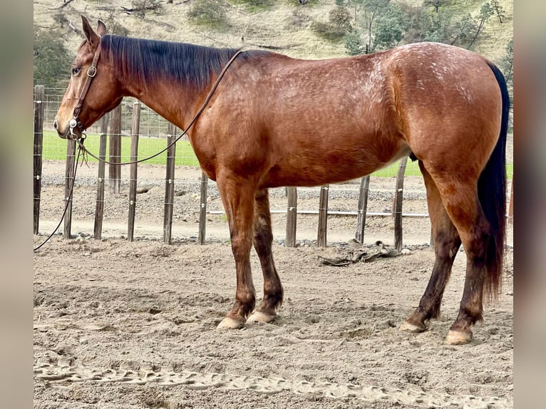 Appaloosa Caballo castrado 7 años 140 cm Castaño rojizo in Paicines CA