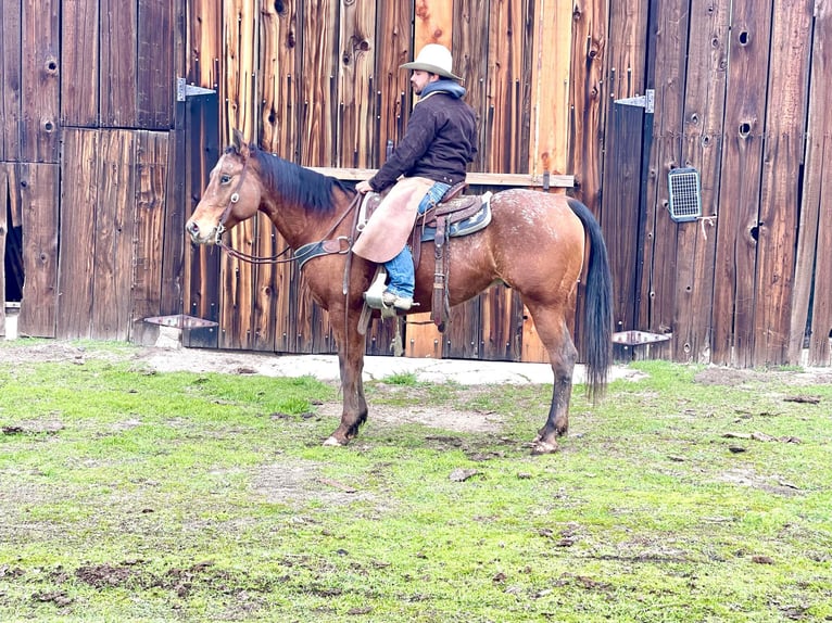 Appaloosa Caballo castrado 7 años 140 cm Castaño rojizo in Paicines CA