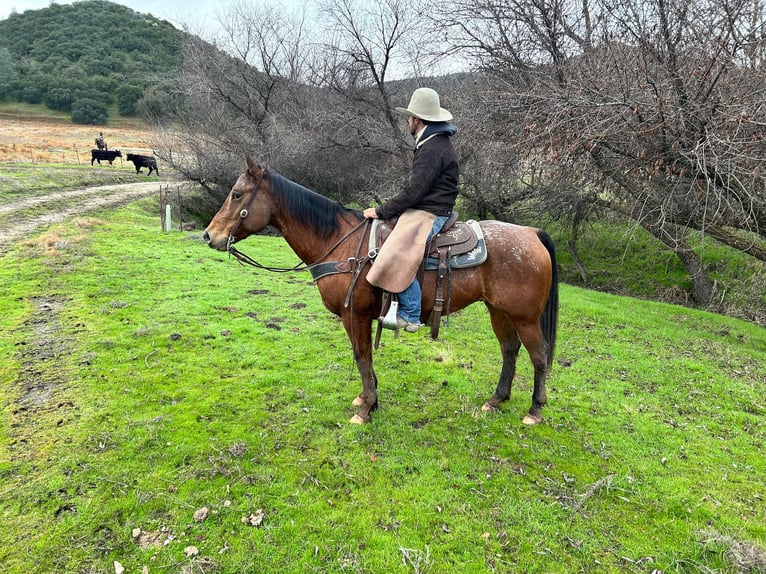 Appaloosa Caballo castrado 7 años 140 cm Castaño rojizo in Paicines CA