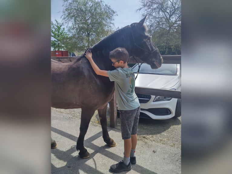 Appaloosa Mestizo Caballo castrado 7 años 145 cm Tordillo negro in Hoevenen