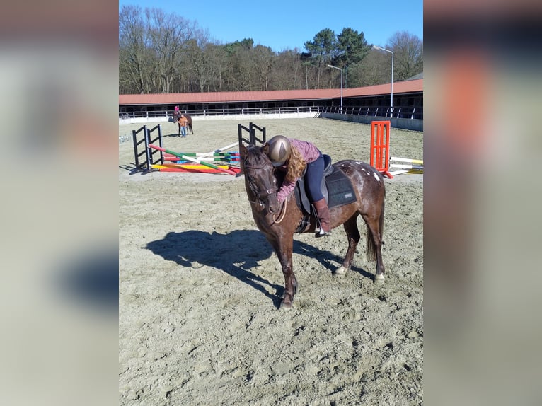 Appaloosa Mestizo Caballo castrado 7 años 145 cm Tordillo negro in Hoevenen