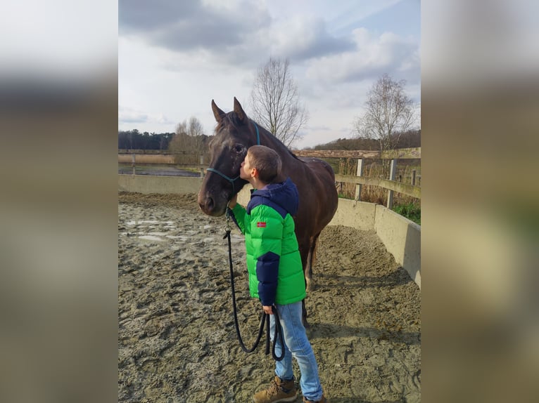 Appaloosa Mestizo Caballo castrado 7 años 145 cm Tordillo negro in Hoevenen