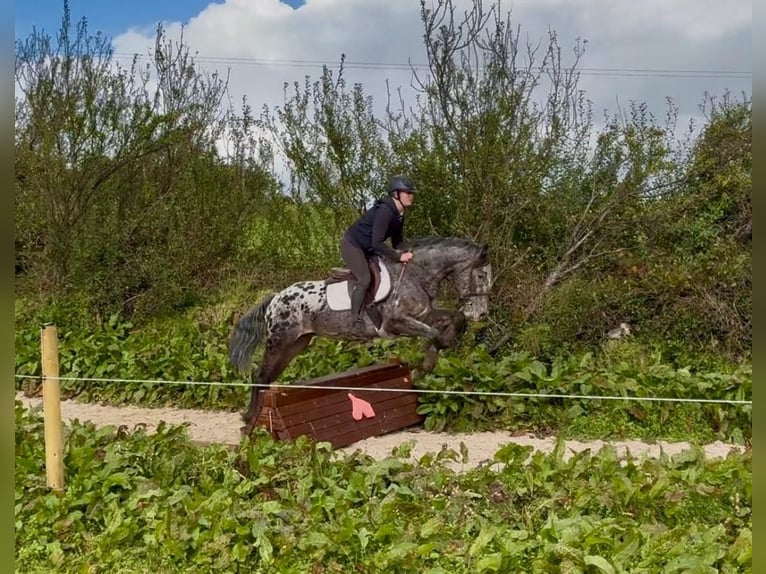 Appaloosa Mestizo Caballo castrado 7 años 149 cm Atigrado/Moteado in Trebbin