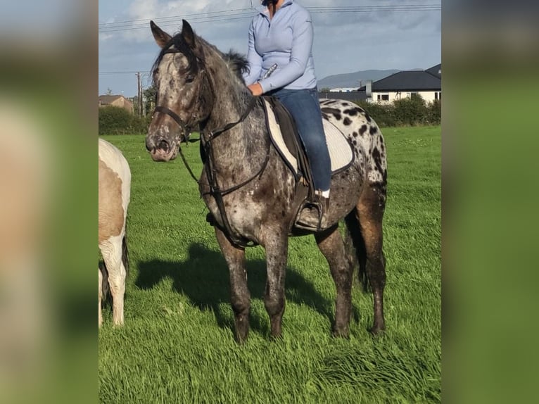 Appaloosa Mestizo Caballo castrado 7 años 149 cm Atigrado/Moteado in Trebbin