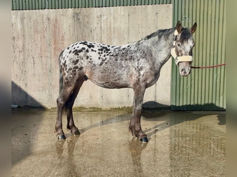 Appaloosa Mestizo Caballo castrado 7 años 149 cm Atigrado/Moteado in Trebbin