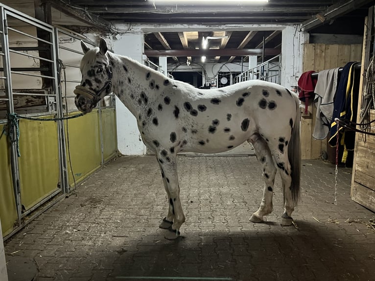 Appaloosa Caballo castrado 7 años 150 cm Atigrado/Moteado in Steinen