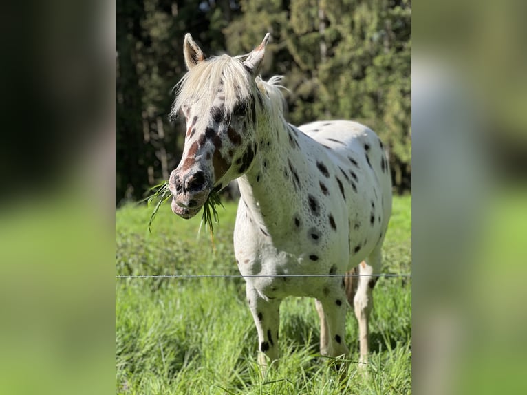 Appaloosa Caballo castrado 7 años 150 cm Atigrado/Moteado in Steinen