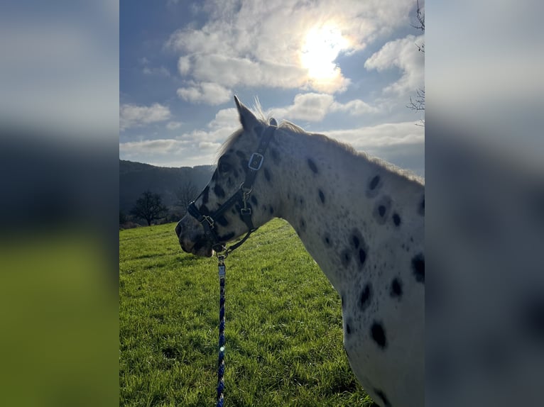 Appaloosa Caballo castrado 7 años 150 cm Atigrado/Moteado in Steinen